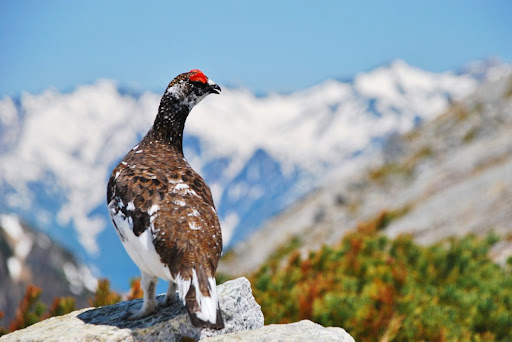Lagopède en plumage d'été