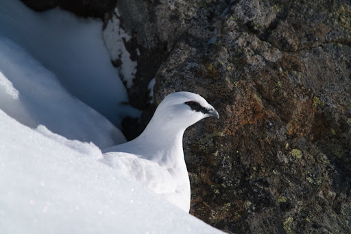 Lagopède en plumage d'hiver